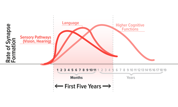 FIGURE 2: Neural circuits mature at different times, occur in a sequential fashion, &amp; are built upon previously established circuits